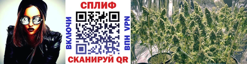 Купить где  Калининец  Бошки марихуана ГИДРОПОН 